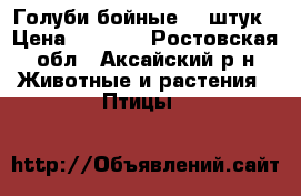Голуби бойные 10 штук › Цена ­ 1 000 - Ростовская обл., Аксайский р-н Животные и растения » Птицы   